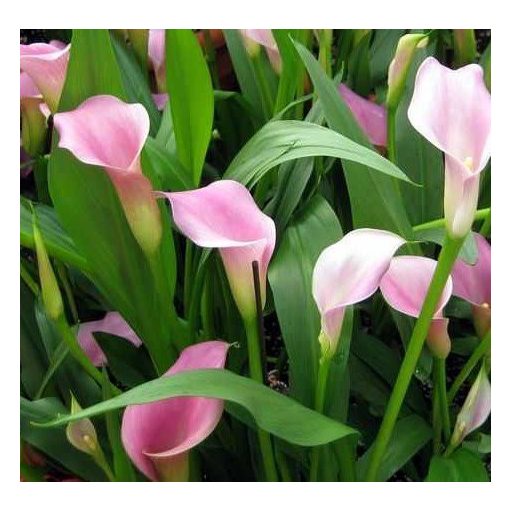 Zantedeschia rehmannii (14/+) - Kála