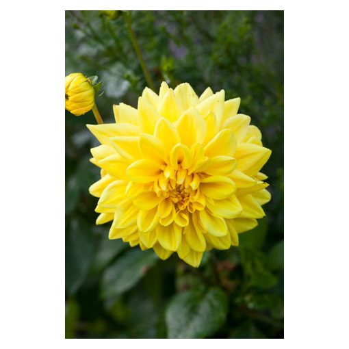 Dahlia Golden Emblem (I.) - Dália