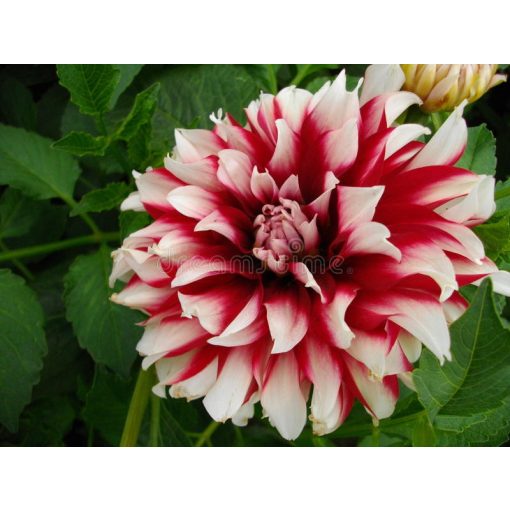 Dahlia Siedlerstolz (I.) - Dália