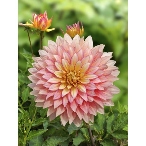 Dahlia Extase (I.) - Dália