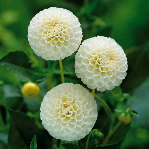 Dahlia Snowflake (I.) - Dália