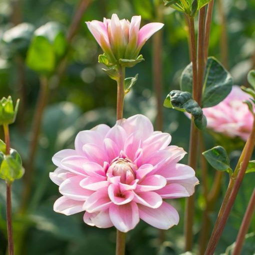 Dahlia Pink Perception ® (I.) - Dália