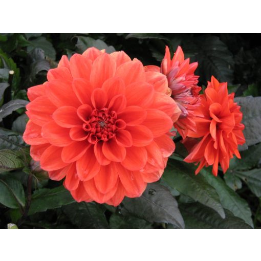 Dahlia Ellen Houston (I.) - Dália