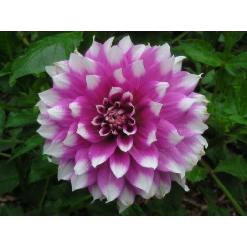 Dahlia Jean Marie ® (I.) - Dália