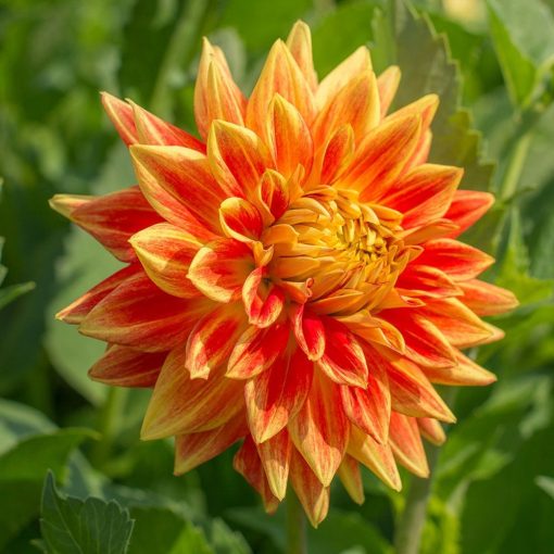 Dahlia Sunexplosion (I.) - Dália