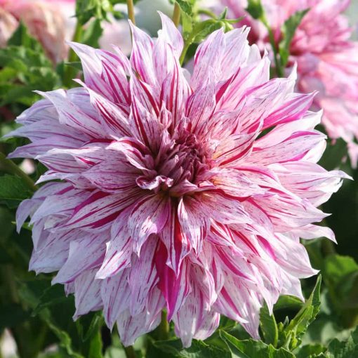 Dahlia Prince Valliant (I.) - Dália