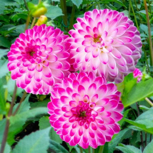 Dahlia Pink Isa ® (I.) - Dália