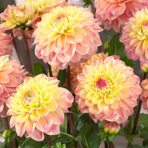 Dahlia Princesse Elisabeth (I.) - Dália