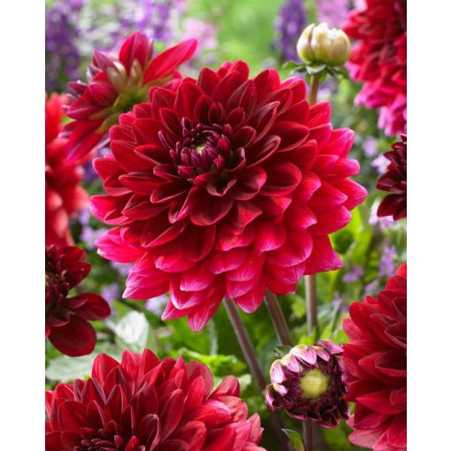 Dahlia Red Runner (I.) - Dália