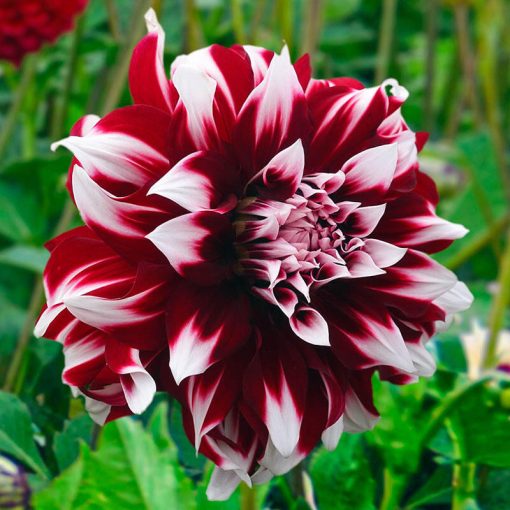 Dahlia X Factor ® (I.) - Dália