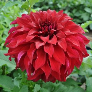 Dahlia Spartacus (I.) - Dália