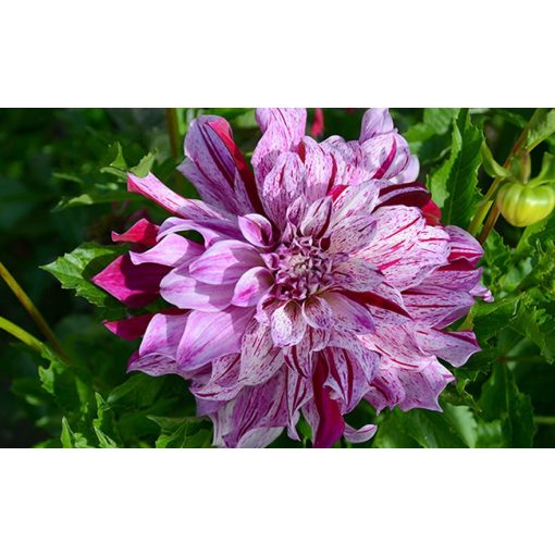 Dahlia Bristol Stripe (I.) - Dália