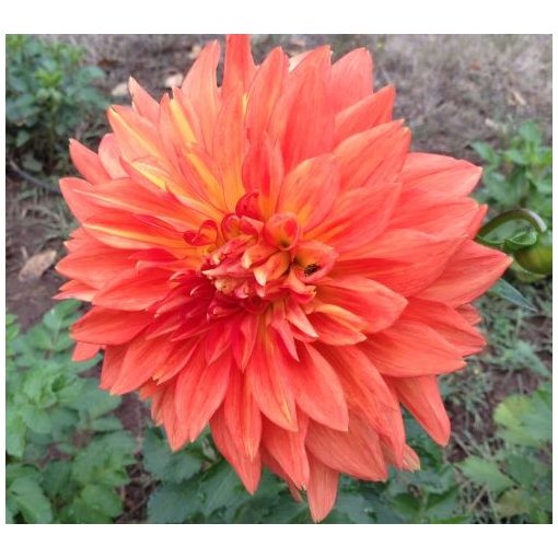 Dahlia Neon Splendour (I.) - Dália