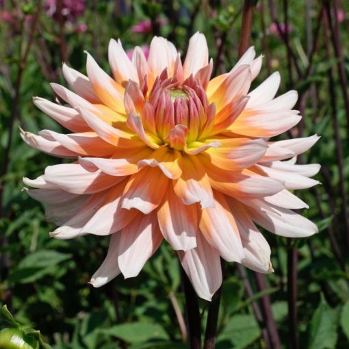 Dahlia Okapis Sunset (I.) - Dália