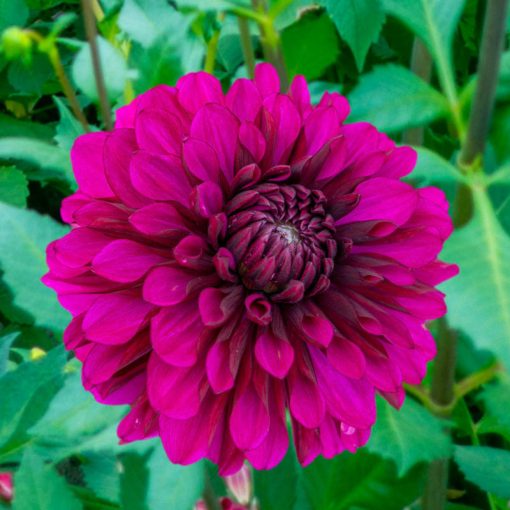 Dahlia Purple Flame ® (I.) - Dália