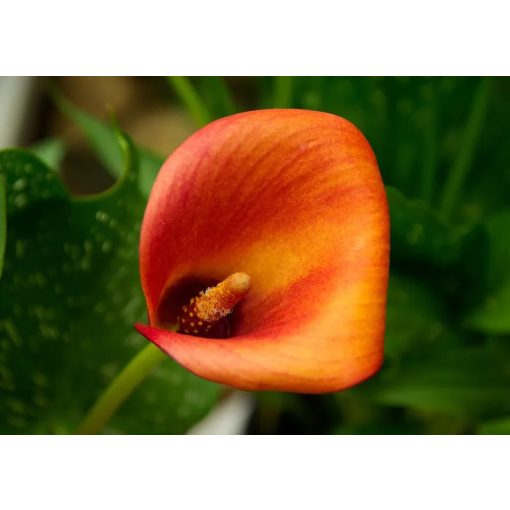 Zantedeschia Rina ® (14/+) - Kála