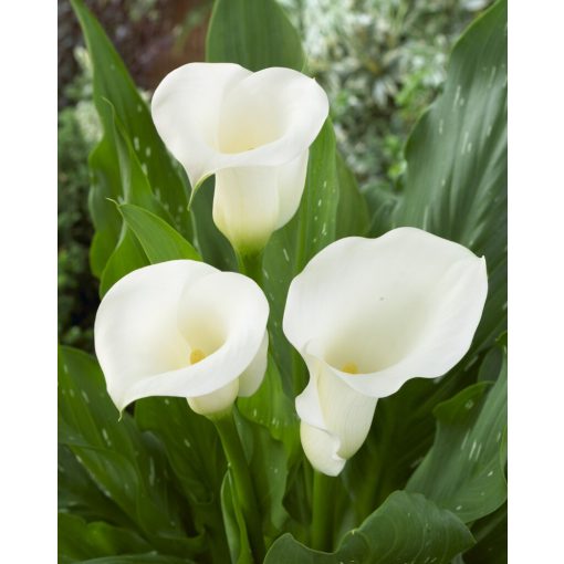 Zantedeschia Sapporo ® (14/+) - Kála