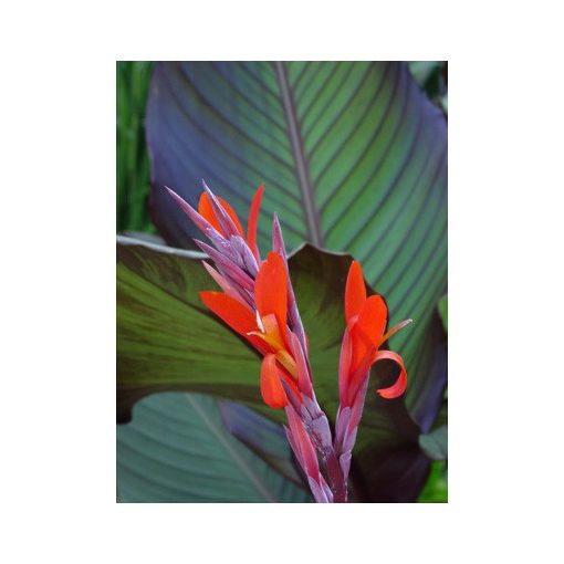 Canna indica Red Stripe (I.) - Kannavirág