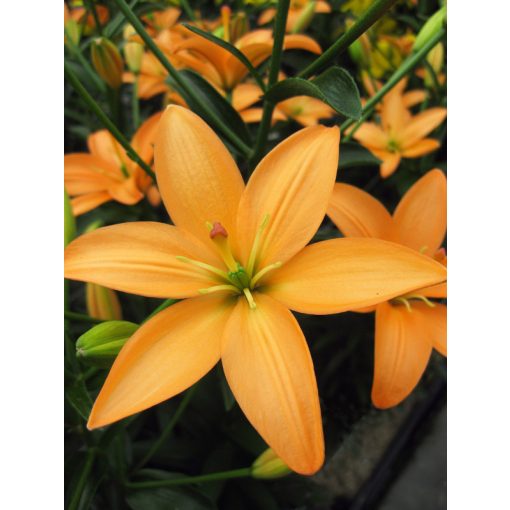 Lilium Orange Cocote (14/+) - Liliom