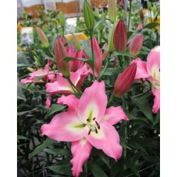 Flowerbulb order - Lilium orientale - Royal Garden