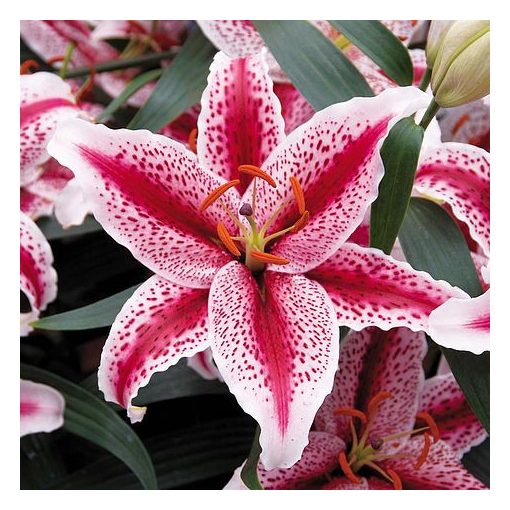 Lilium Tiger Woods (14/+) - Liliom