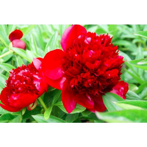 Paeonia Rubra Plena (2/3) - Bazsarózsa