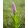 Dactylorhiza preatermissa juniales (p9*9) - Ujjaskosbor