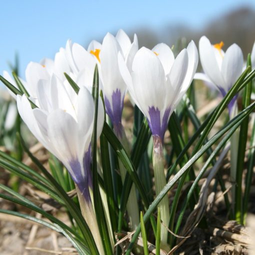 Crocus vernus Silver Coral - Krókusz