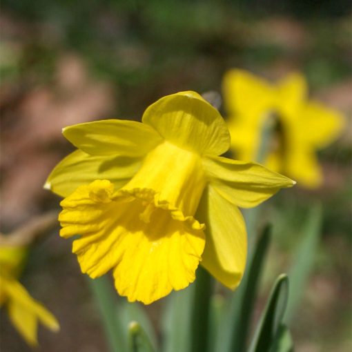 Narcissus obvallaris