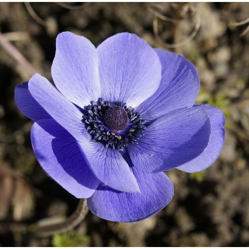 Anemone coronaria Mistral Blue - Koronás szellőrózsa