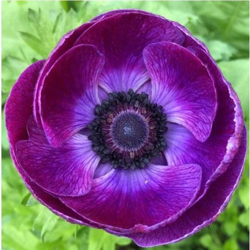 Anemone coronaria Mistral Grape - Koronás szellőrózsa