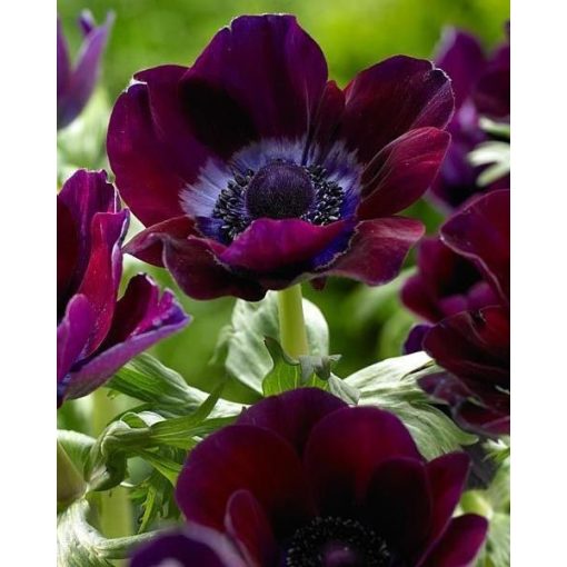 Anemone coronaria Mistral Vinato - Koronás szellőrózsa