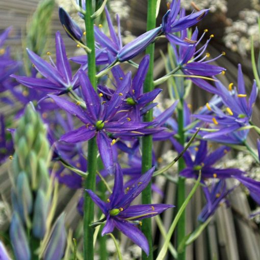 Camassia leichtlinii Maybelle - Prérigyertya