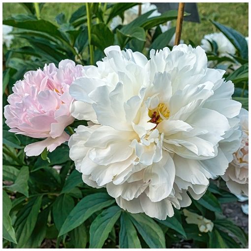 Paeonia Jules Dessert - Bazsarózsa