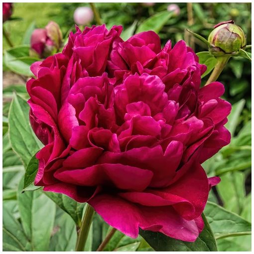 Paeonia Adolphe Rousseau (2/3) - Bazsarózsa