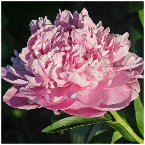 Paeonia Gilbert Bartelot (2/3) - Bazsarózsa