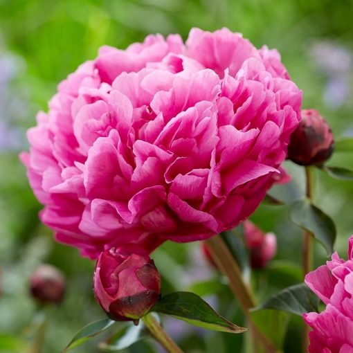 Paeonia Kansas (2/3) - Bazsarózsa