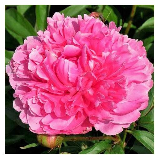 Paeonia Mme Emile Débatène - Bazsarózsa