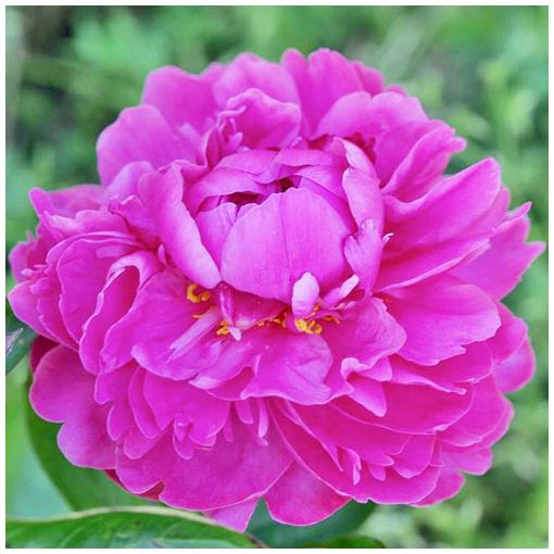 Paeonia Miss Eckhardt - Bazsarózsa