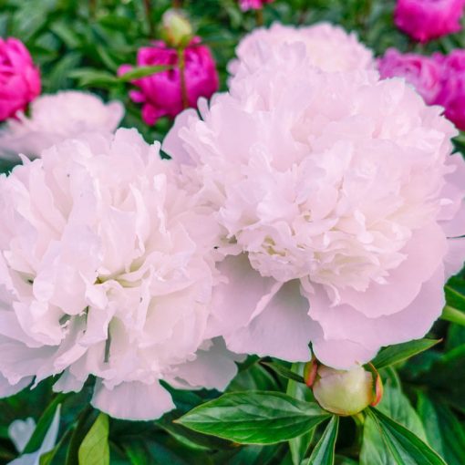 Paeonia Mme Calot - Bazsarózsa