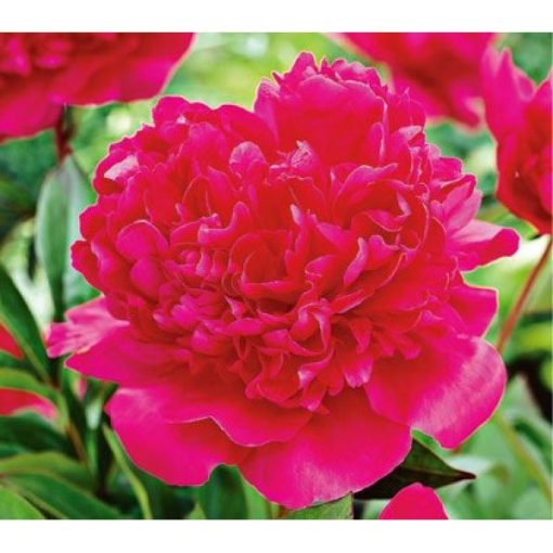 Paeonia Renato (2/3) - Bazsarózsa