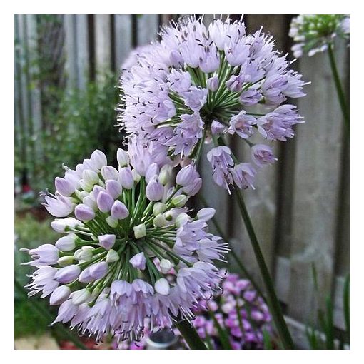 Allium Summer Beauty - Díszhagyma