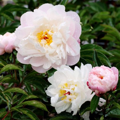 Paeonia Lady Alexander Duff (2/3) - Bazsarózsa