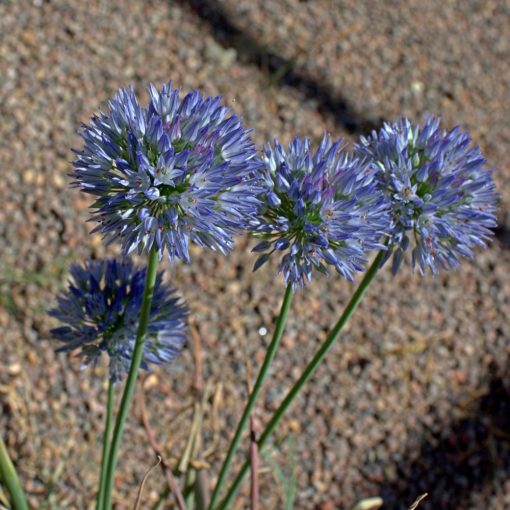 Allium caesium - Díszhagyma