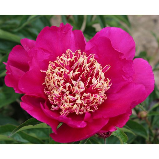 Paeonia Barrington Belle - Bazsarózsa