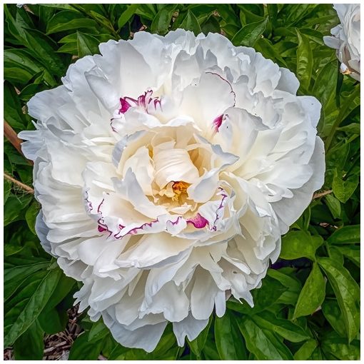 Paeonia Boule de Neige (2/3) - Bazsarózsa