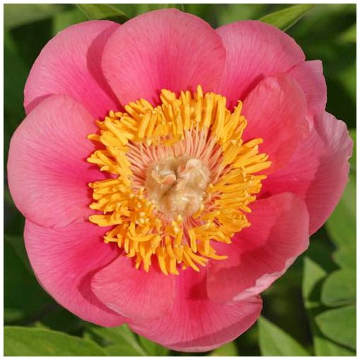 Paeonia Eventide - Bazsarózsa