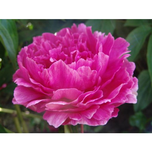 Paeonia Festivity (2/3) - Bazsarózsa