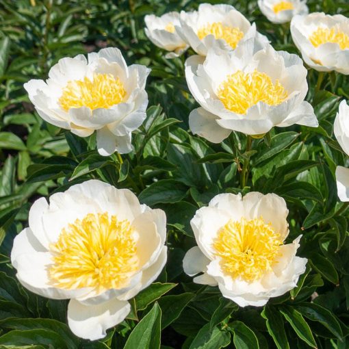 Paeonia Jan van Leeuwen (2/3) - Bazsarózsa