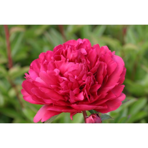 Paeonia Paula M Wild (2/3) - Bazsarózsa